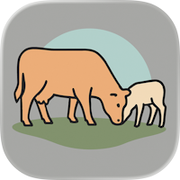 Cattle Grazing